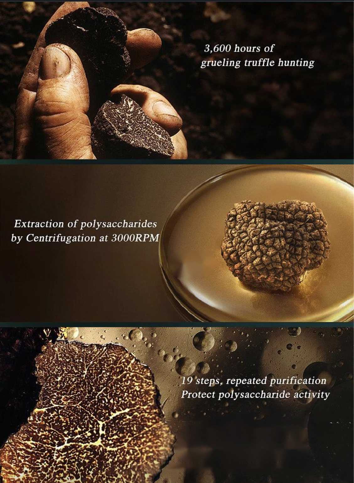 perigordtruffle